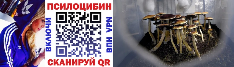 Галлюциногенные грибы Psilocybine cubensis  Балаково 